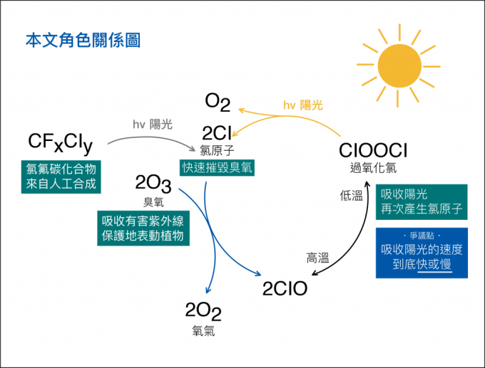 氯原子（Cl）會摧毀臭氧（O3）， 而過氧化氯（ClOOCl）照到陽光會再次產生氯原子（Cl），讓更多臭氧（O3）遭殃 圖說設計｜林婷嫻、張語辰