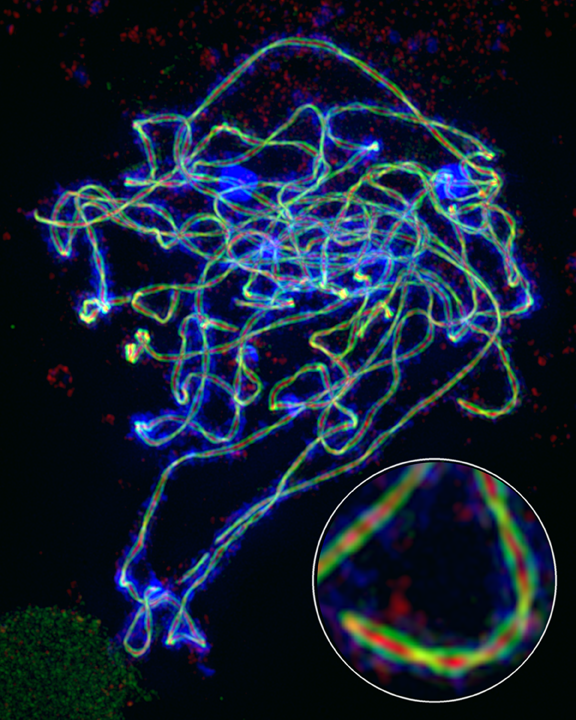 超高解析度螢光顯微鏡中，看到染色體上面的 綠色的DSY2 蛋白質、紅色的ZYP1，組合成聯會複合體 資料來源│王中茹提供