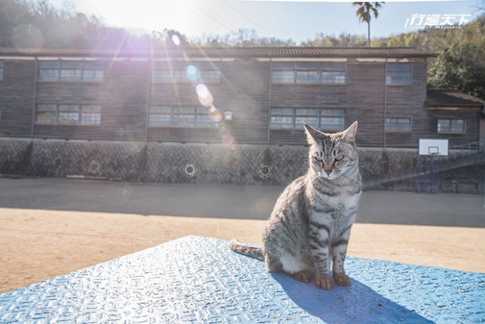 中學校的地頭貓，遇見遊客走入後，就會喵喵叫引人注意。