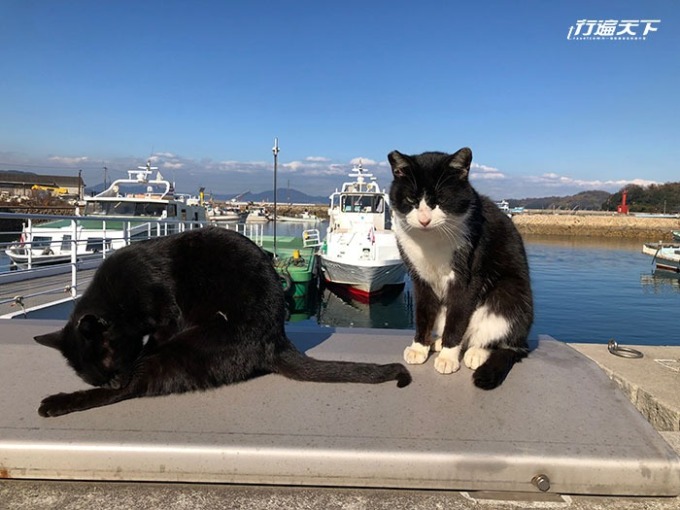 右邊的黑白貓咪是目前真鍋港貓咪的老大，搶罐頭吃最積極。
