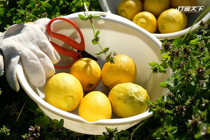 ネロリの島cafe的體驗課程先到果園現採檸檬，在老師指導下做精油。