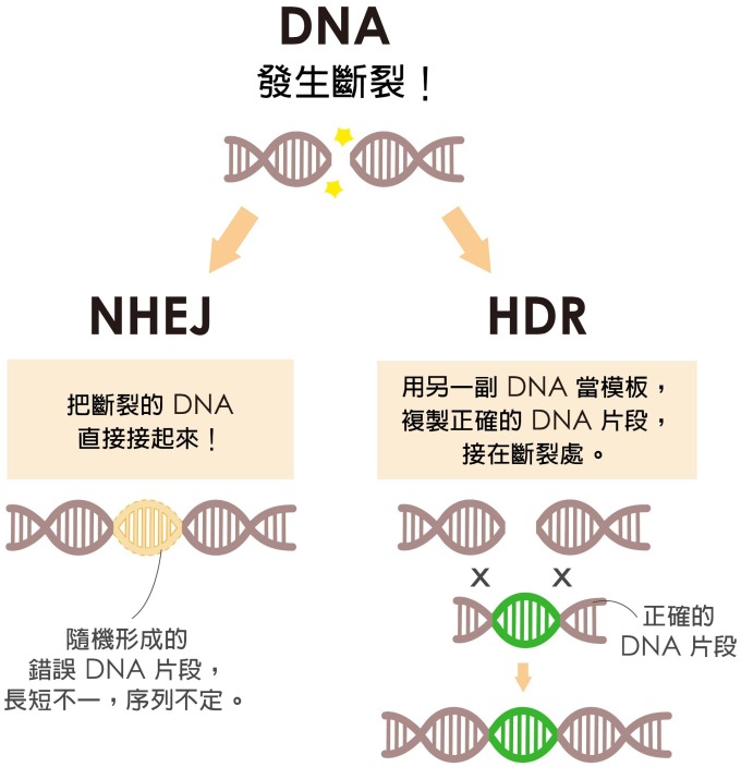 細胞修復 DNA 有兩條路，NHEJ 是直接把斷裂處接起來，HDR 是拿另一副 DNA 做模板複製正確的 DNA 片段，接在斷裂處。當細胞選擇走 HDR，才有可能接受外界送入的正確基因。圖說設計│黃曉君、林洵安 資料來源│凌嘉鴻