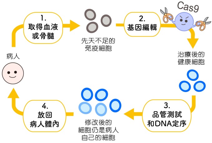 目前基因編輯還不適合直接編輯人體內的細胞,比較安全的做法是把細胞拿出,在體外編輯,例如:修正免疫細胞的基因,治療免疫疾病。 圖說設計│黃曉君、林洵安 圖片來源│凌嘉鴻