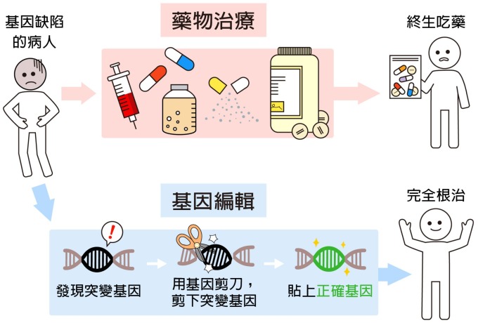 過去基因突變引發的疾病,藥物無法根治,必須終身吃藥。現代的基因編輯技術,可以徹底根治基因缺陷,就像用文書軟體修改錯誤一樣:找到錯字 (發現突變基因)、刪除錯字 (剪下突變基因)、補上正確的字 (貼上正確基因)。 圖說設計│黃曉君、林洵安 資料來源│凌嘉鴻