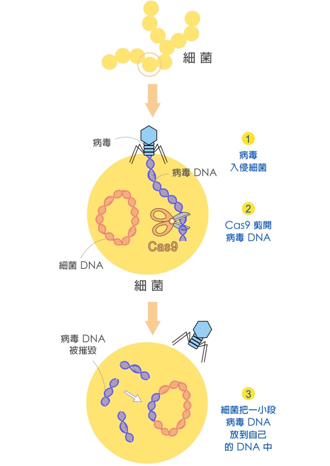 細菌遇到病毒入侵,細菌的 Cas9 會剪下病毒的一段 DNA,插在自己的基因組上,就好像為病毒建立「罪犯資料庫」。 圖說設計│黃曉君、林洵安 資料來源│凌嘉鴻