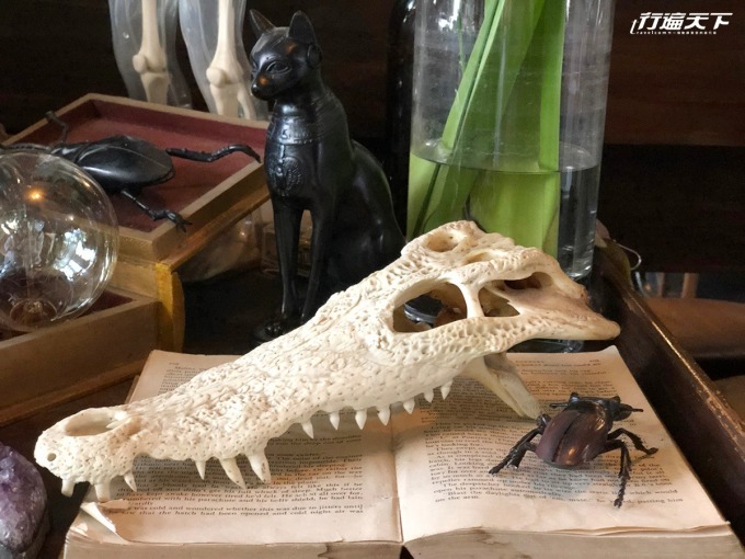 鱷魚骨頭悄悄爬上書，身後更有小狐狸標本。