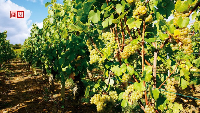 馬貢區超過4百公尺的夏多內葡萄園也能釀造出輕巧多酸的北方風格。(來源．林裕森)