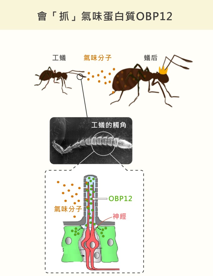 紅火蟻的觸角外面有一層殼，中間的神經表面有受器，可接收外界的氣味分子，形成嗅覺。但是！外殼和神經之間是液體，就像一條河，氣味分子不溶於水，不能自己「渡河」，必須由一種氣味結合蛋白 OBP12 抓住、保護，才能順利「游過」液體、抵達神經的受器。 資料來源│王忠信 圖說設計│黃曉君、林洵安