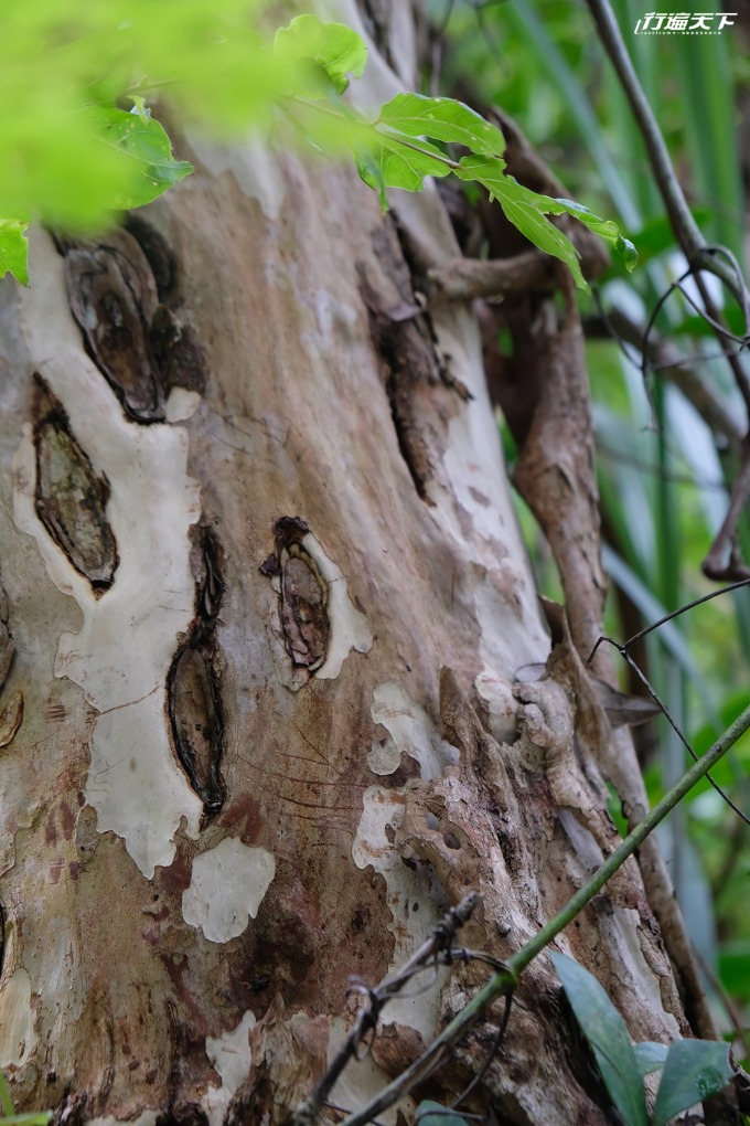 九芎樹樹幹深受飛鼠喜歡而留有爪痕。