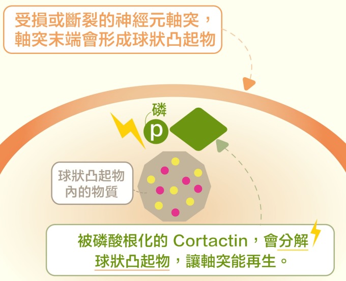 當 Cortactin 被磷酸根化，就會促使軸突末端的球狀凸起物分解，讓斷裂的軸突可以重新生長。 資料來源│洪上程 圖說重製｜黃曉君、林洵安