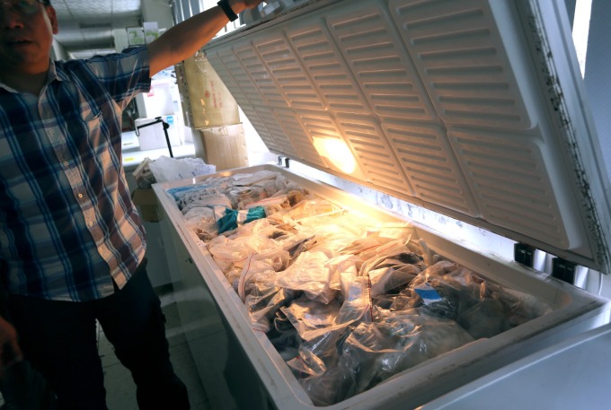 林德恩辦公室前方一整排的大冰箱，儲藏著台灣各地熱心民眾寄來的路殺動物屍體，成為重要的科研與防疫的資源。 攝影│林洵安