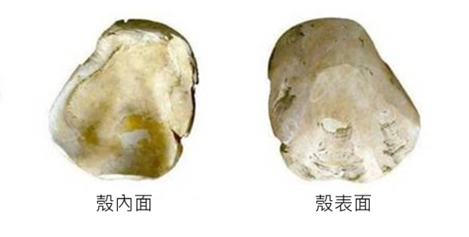 南科南關里東遺址出土，大坌坑文化時期以硨磲貝製成的勺器。 圖片來源│南科考古隊