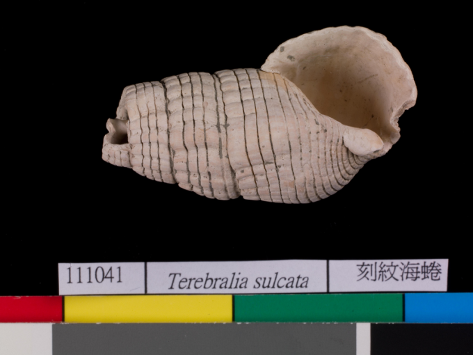 南科南關里遺址出土，累計貝殼件數最多的「刻紋海蜷」。 圖片來源│南科考古隊