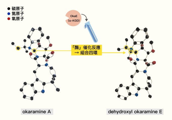 okaramine 化合物結構。放入試管的 OkaE 酶就像樂高關節，將原本分離的兩個碳原子催化組合成四環 (黃圈處)。 資料來源│Biosynthesis of Complex Indole Alkaloids: Elucidation of the Concise Pathway of Okaramines. 圖說重製│林婷嫻、張語辰