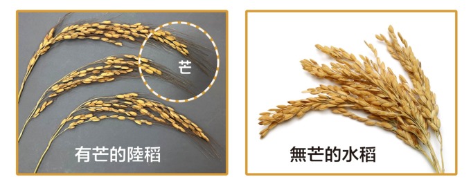 有芒的陸稻 (左圖) 與無芒的水稻 (右圖)。什麼是馴化？人類以稻米為糧食，會選擇顆粒大的、產量多的、方便採收的稻子，久而久之，稻子的性狀就會被馴化–趨向於人類所喜好的特性，像是米粒變得大而飽滿、穀粒不具有芒、不容易落粒、植株直立而不倒伏等等。野生陸稻多有稻芒，主要的功用是防止鳥兒啄食稻穀，還可幫助穀粒落地或附著在動物身上，以便傳播。不過，有芒的稻子收割和儲藏就不方便了。我們現在栽種的水稻，經過長期的馴化，穀粒上都沒有「芒」了。 攝影│林洵安 (左圖) 圖片來源│iStock (右圖)
