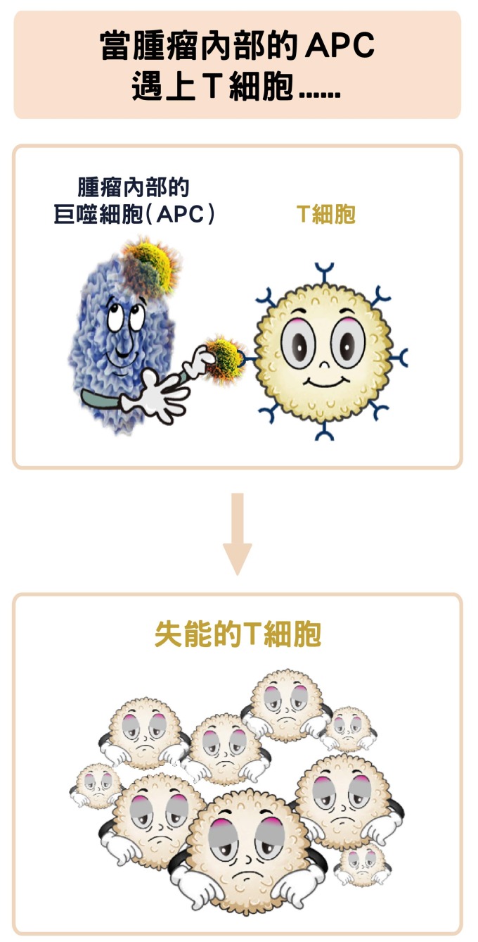 腫瘤中的巨噬細胞,反而會抑制 T 細胞的活化。 資料來源│陶秘華 圖說原作│張峰碧 圖說美化│林洵安