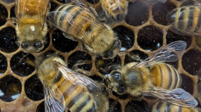 蜜蜂移動定位演算法 (圖片：AFP)