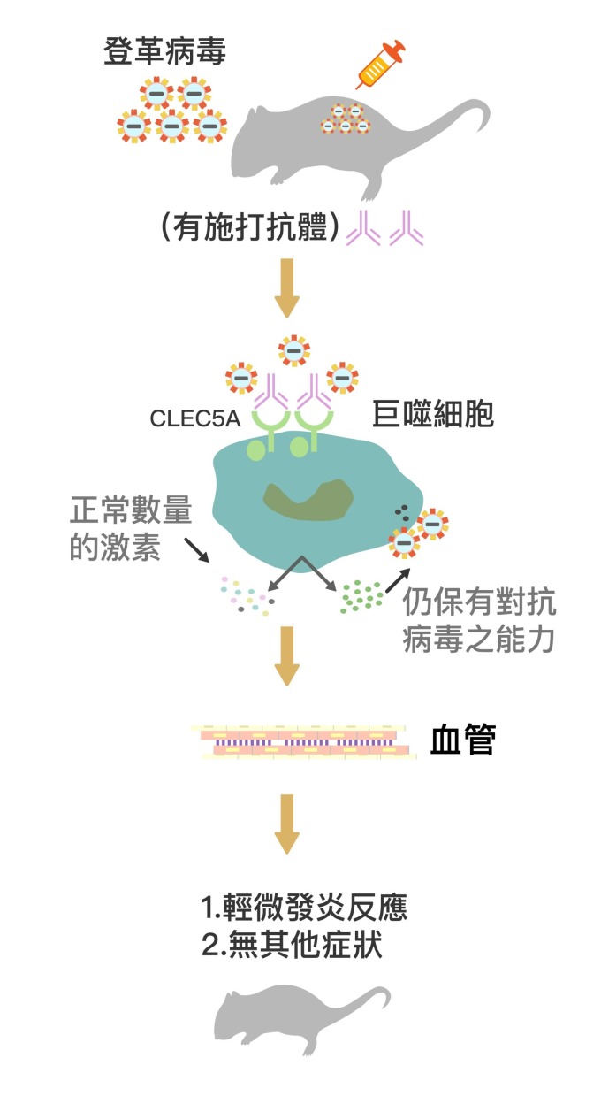 被施打 CLEC5A 拮抗性抗體 (圖中粉紫色抗體) 後,巨噬細胞上的 CLEC5A 受器被抗體佔據,不會與登革病毒結合。巨噬細胞因此不會產生過量細胞素、導致細胞素風暴,卻能持續產生干擾素消滅病毒。在抗體保護下,小鼠保持正常的血管通透性,不會產生登革出血熱症狀。 資料來源│謝世良 圖說重製│林任遠、張語辰