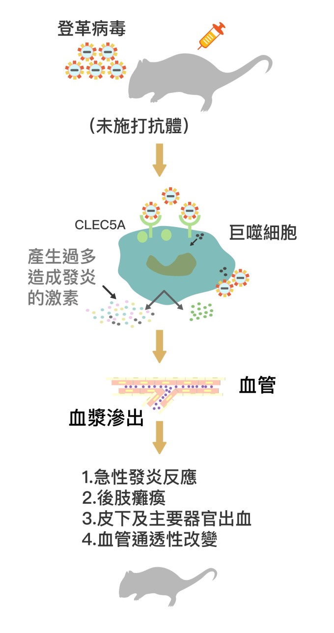 登革病毒結合巨噬細胞表面的 CLEC5A 受器,促使巨噬細胞分泌大量促進發炎的細胞素 (Proinflammatory cytokines) 。大量細胞素造成更多巨噬細胞聚集,形成「細胞素風暴」,促使小鼠過度發炎、血管通透性暴增,血漿滲出血管外,出現登革出血熱症狀。 資料來源│謝世良 圖說重製│林任遠、張語辰