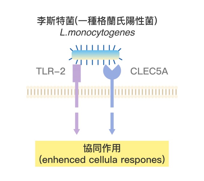屬於格蘭氏陽性菌的李斯特菌 (L. Monocytogenes),可以分別被嗜中性白血球和巨噬細胞上的 CLEC5A 與 TLR-2 受器偵測,兩個受器結合李氏特菌後,會在下游產生協同作用。 資料來源│謝世良 圖說重製│林任遠、張語辰