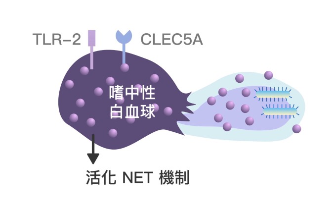 嗜中性白血球 CLEC5A 與 TLR-2 受器的協同作用,會活化 NET 機制,讓嗜中性球捨身攻擊病原體,並持續刺激免疫系統。 資料來源│謝世良 圖說重製│林任遠、張語辰