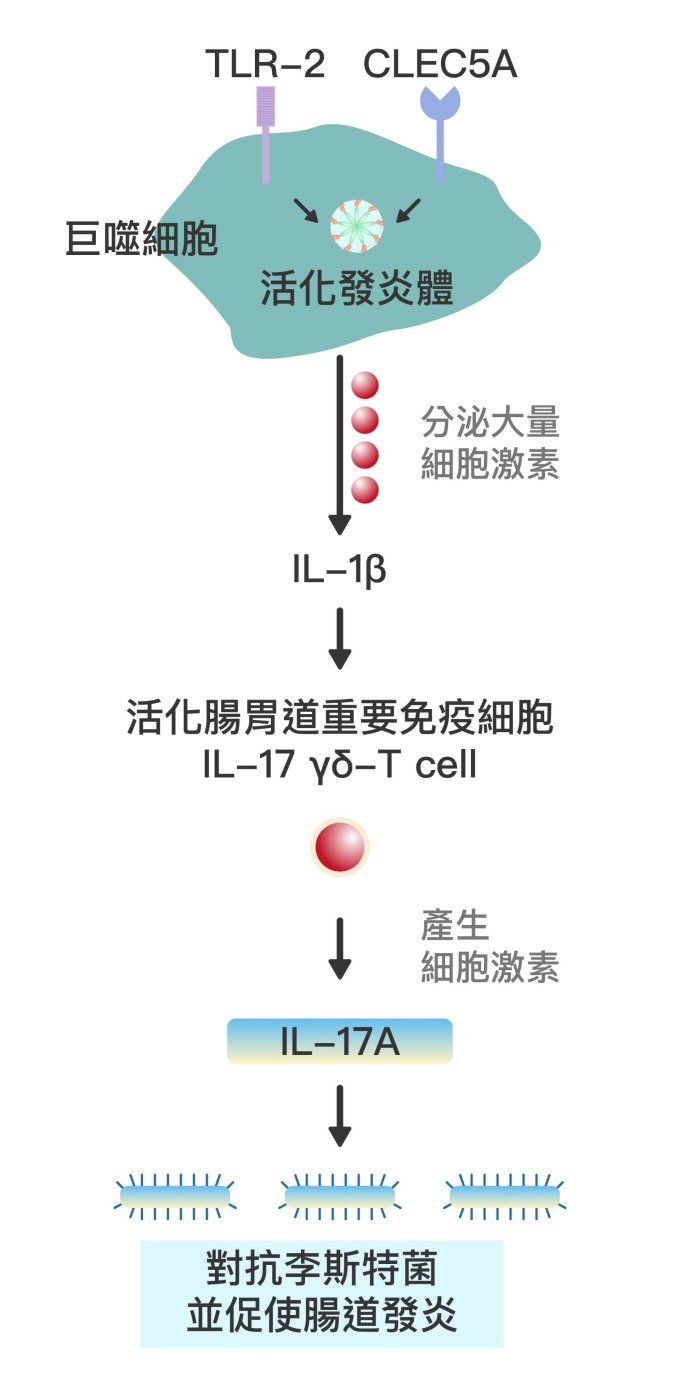 巨噬細胞上的 CLEC5A 與 TLR-2 受器協同作用,會活化發炎體 (Inflammasome) ,大量分泌細胞激素如 cytokine IL-1β,並活化腸胃道的重要免疫細胞 IL-17 γδ-T cell 。接著產生細胞激素 IL-17A,藉此對抗李斯特菌 (Listeria) 等病原體,並使腸道發炎。 資料來源│謝世良 圖說重製│林任遠、張語辰