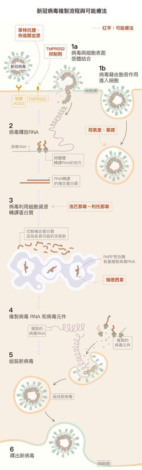 (1a) 病毒棘蛋白與細胞表面受體 ACE2 結合,就像用鎖插入鑰匙開門,TMPRSS2 則會幫助病毒進入細胞。 (1b) 細胞膜凹陷形成囊泡,把病毒包裹起來,進入細胞。 (2) 病毒進入細胞後會釋放遺傳物質 RNA ,並切斷 RNA 以利複製。 (3) 病毒綁架細胞的蛋白質合成系統,製造病毒複製所需各種多胜肽。 (4) 有些多胜肽負責複製病毒 RNA,有些複製病毒結構的「元件」。 (5) 將複製完成的 RNA 與結構元件,組合成一個個新病毒 。 (6) 新病毒離開宿主細胞。 資料來源│謝興邦 圖說重製│黃曉君、林洵安