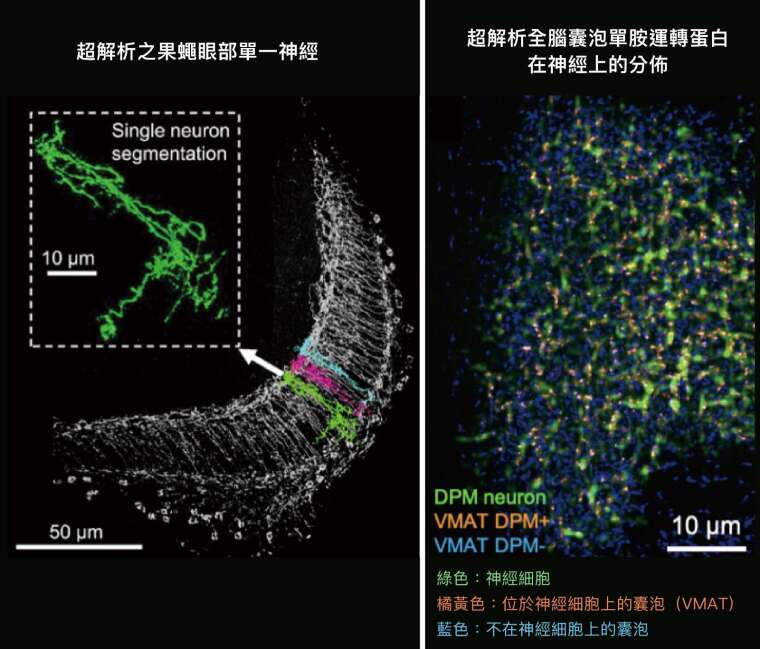 左圖是超解析之果蠅眼部單一神經，右圖是超解析全腦囊泡單胺運轉蛋白在神經上的分佈。 圖片來源│Rapid single-wavelength lightsheet localization microscopy for clarified tissue