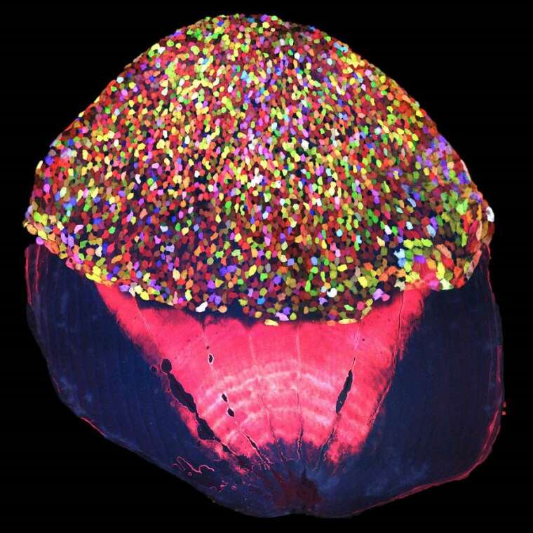 經過 Skinbow 處理的斑馬魚鱗片，不同細胞被標記不同顏色，在顯微鏡下觀察如同冰淇淋甜筒上的七彩糖珠。 圖片來源│Chen et al., (2016). Multicolor cell barcoding technology for long-term surveillance of epithelial regeneration in zebrafish. Developmental Cell 36 (6), 668-680.