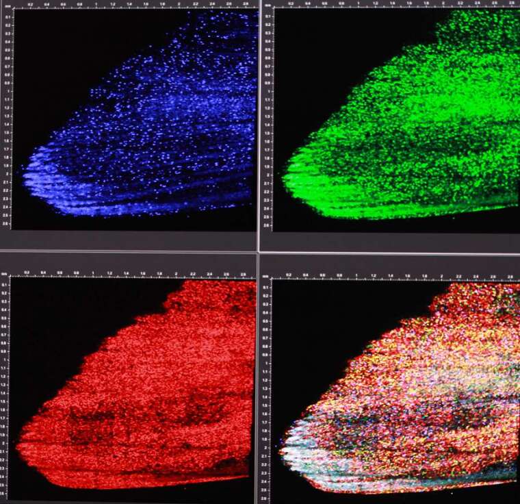 Skinbow：將紅、綠、藍(光的三原色)螢光蛋白標誌疊合之後，可以產生上百種不同顏色來標誌不同的表皮細胞，讓同個細胞在組織再生的過程中，能被長時間追蹤觀察。 攝影│張語辰