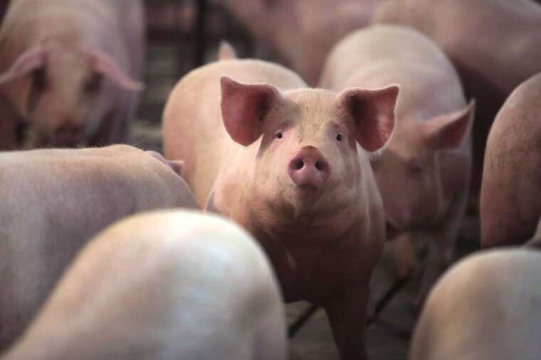 美國豬肉加工廠關閉，造成供應短缺(圖:AFP)