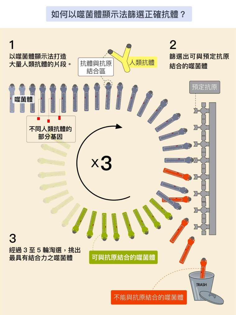 資料來源│諾貝爾獎官網噬菌體顯示法解說網頁 圖說重製│林洵安