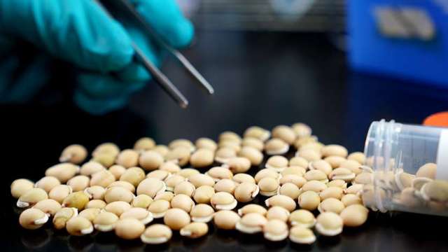 中研院秀抗疫成果 白扁豆萃取蛋白可抓住新冠病毒防入侵。(圖：中研院提供)