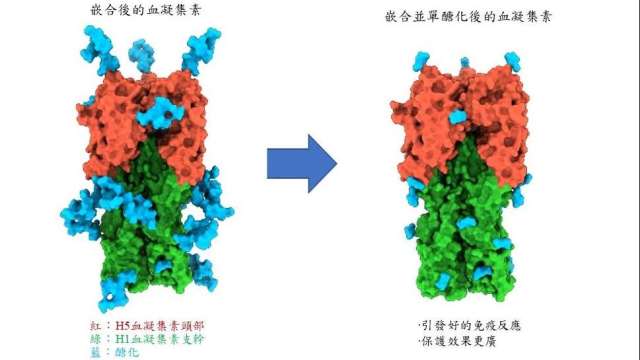 中研院研發出「單醣化嵌合血凝集素蛋白疫苗」。(圖：中研院提供)