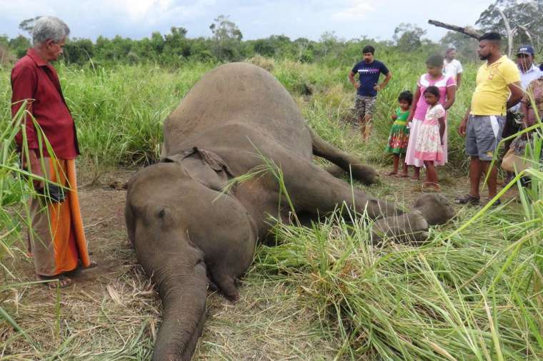 斯里蘭卡疑遭毒殺的大象與憤怒的村民 (圖片：AFP)