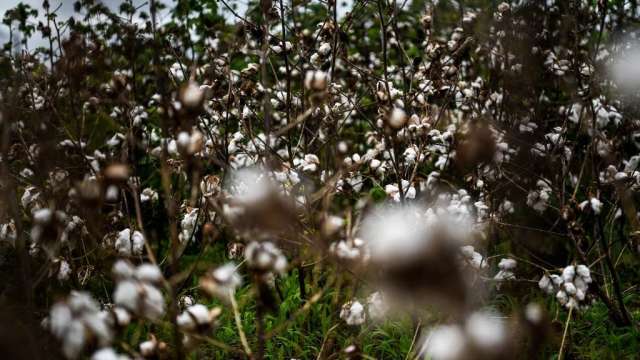 中澳關係惡化 澳洲棉花恐是下一個高關稅受害者(圖:AFP)