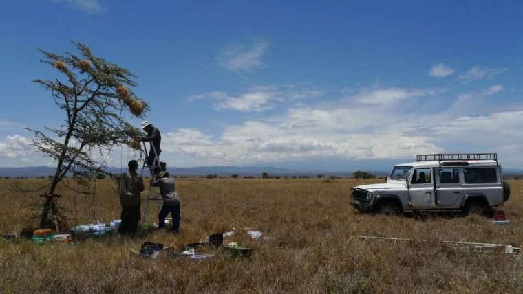 沈聖峰與團隊在肯亞 Mpala 保護區，實際觀測灰頭織巢鳥的合作繁殖行為。 圖片來源│沈聖峰提供