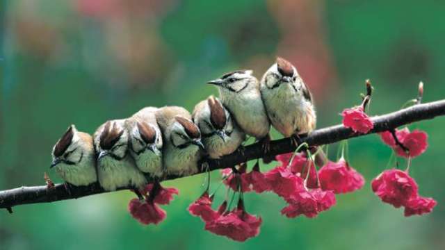 冠羽畫眉 (Yuhina brunneiceps) 是台灣特有鳥類，體長 12~13 公分，體態短小敏捷，頭頂則有鑲黑邊的栗褐色羽冠。 圖片來源│林英典攝影，沈聖峰提供