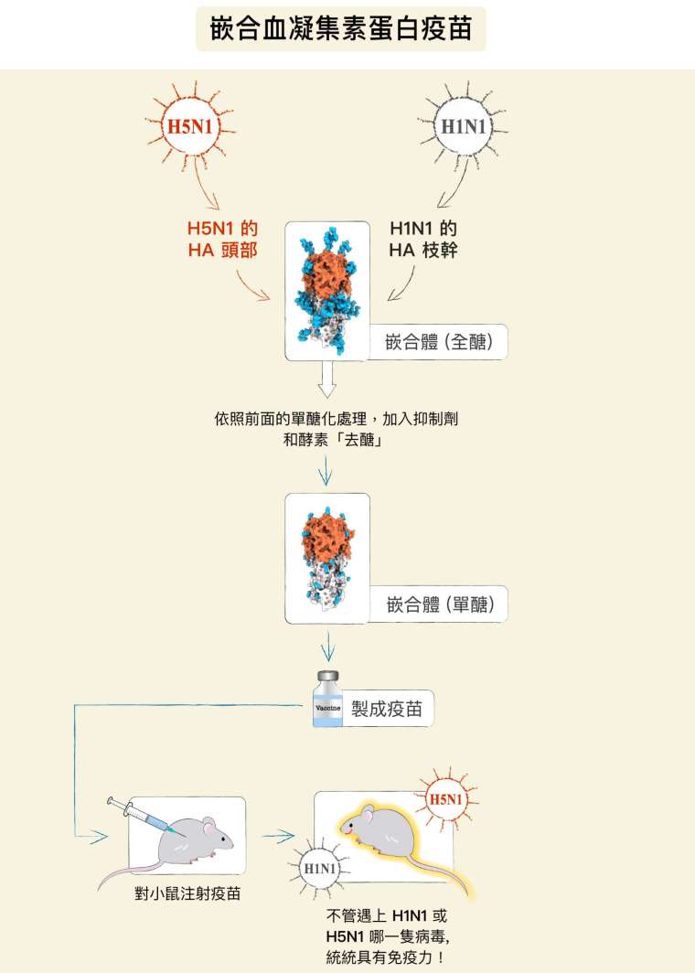 博士後研究員廖心瑜將來自兩種不同病毒株 (H5 和 H1) 的蛋白質,結合成一個頭部含有共通 H5 序列、枝幹含有共通 H1 序列的嵌合蛋白,再輔以上述的單醣化技術 (藍色為醣類),研發出「單醣化嵌合血凝集素蛋白疫苗」,可預防各種異株和亞型的 A 型流感病毒感染人體。 圖│研之有物 (資料來源│廖心瑜)