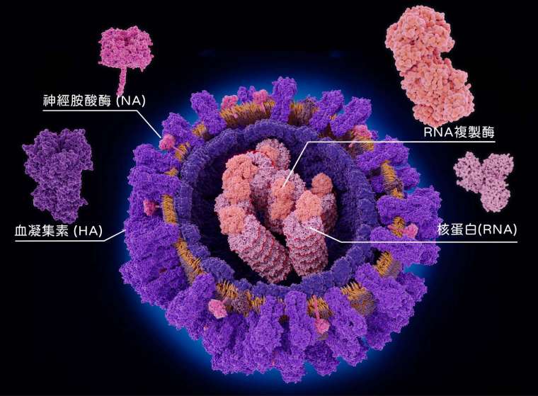 流感病毒直徑約 80~120 奈米,因為是 RNA 病毒,非常容易變異。入侵細胞全靠外套膜上兩種醣蛋白:一種是血凝集素 (Hemagglutinin,簡稱 HA),能幫助病毒黏附宿主細胞,一種是神經胺酸酶 (Neuraminidase,簡稱 NA),幫助病毒在宿主細胞內繁殖後離開、持續在宿主體內擴散。 圖│iStock
