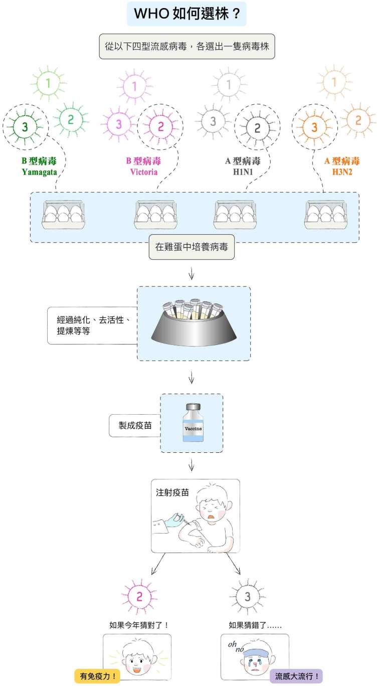 WHO 每年會從 B 型流感病毒、A 型流感病毒第一群、第二群的病毒株中,分別選出可能流行的病毒株,將它們放進雞蛋中培養,再經過純化、去活性、提煉等等步驟,製作成流感疫苗。如果猜對了,人們只要打過疫苗,就能不致染病或減輕病情,但如果猜錯了,疫苗保護力大減,恐將引發大流行。 圖│研之有物 (資料來源│馬徹)