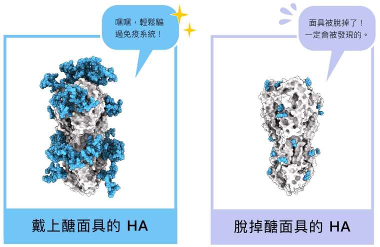 HA 醣蛋白結構,藍色部分即為醣面具,左圖為原本布滿醣分子的結構,右圖為研究員拿掉絕大多數醣分子後、還原 HA 的真面目。 圖│研之有物 (資料來源│馬徹實驗室)