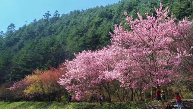 衝刺國旅業務。(圖：雄獅提供)