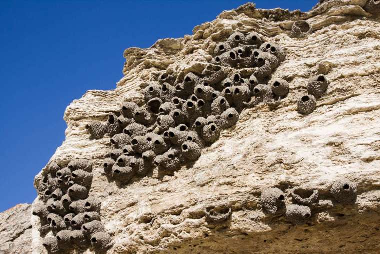 岩燕在岩壁上築起葫蘆狀的泥巢，天敵不容易捕食幼鳥。鳥類選擇築巢的位置，根據捕食壓力、種間或種內競爭可分為地上、樹上、非喬木植物、峭壁、河岸等等。 圖│iStock