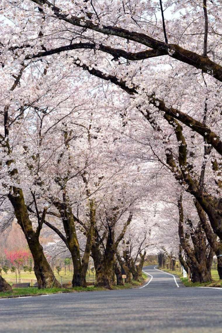 被選為日本櫻花百選勝地之一的賞櫻勝地，粉紅色的櫻花隧道相當好美。