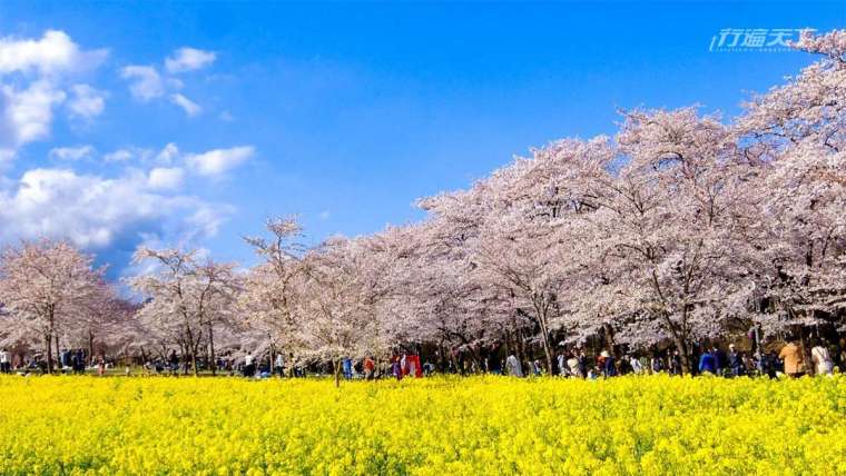 每年 4 月前橋公園櫻花盛開，位於赤城南面的千本櫻更被選為「日本櫻花百選勝地」。
