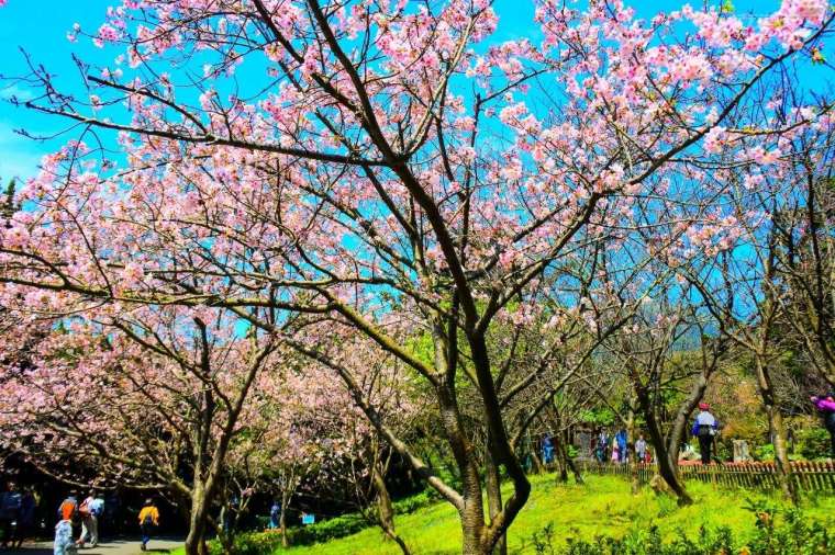 入春後陽明山國家公園櫻花漸漸吐露芬芳。（圖片提供：陽明山國家公園管理處）