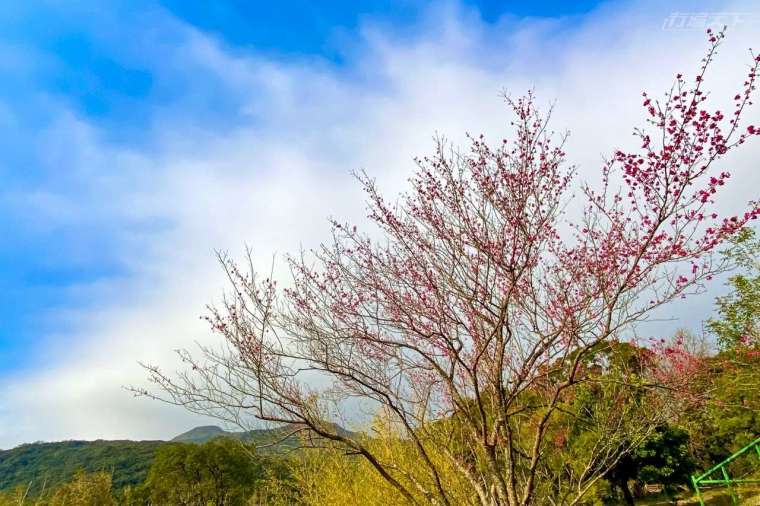 轉型為陽明溫泉度假村的菁山遊憩區，園區裡到處可見櫻花盛開。