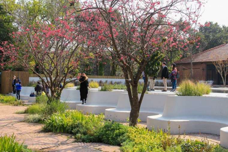 陽明山賞櫻除了花鐘公園，也能到美軍宿舍群欣賞到