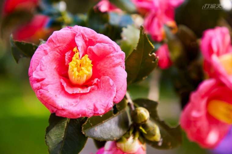 園區種植許多花卉，如:海棠、茶花等。